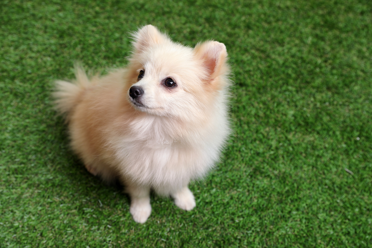 Defend Against Your Pet’s Digging with Artificial Grass