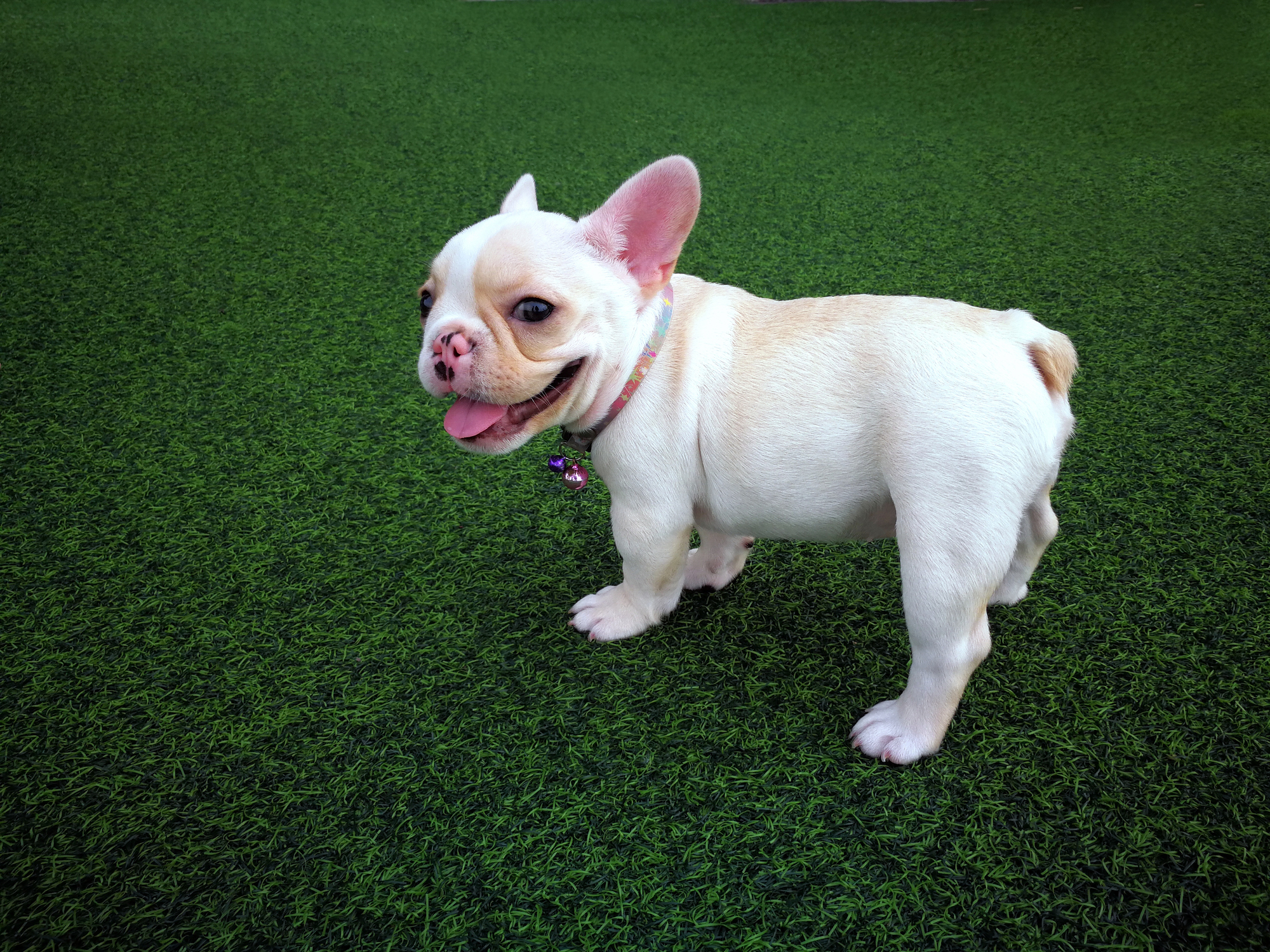 Why Pet Owners Across Alberta are Falling in Love with Artificial Grass
