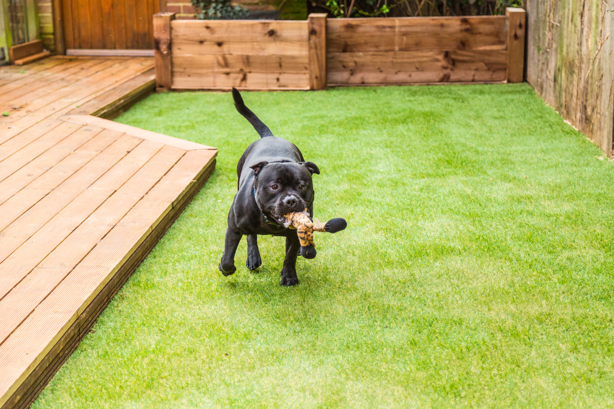 Why Pet Owners Love Artificial Grass